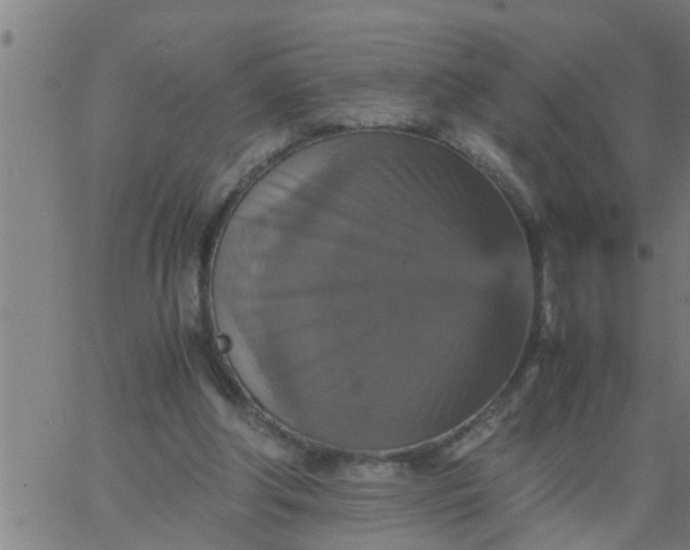 X0000066540202200603311853