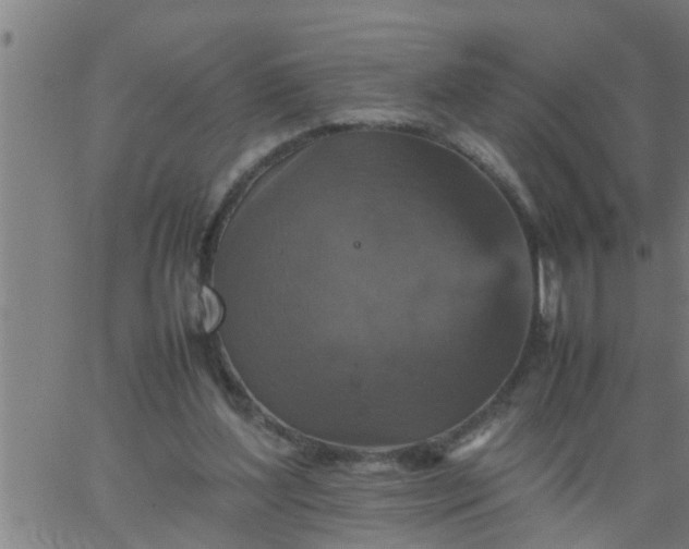 X0000066540204200603311853