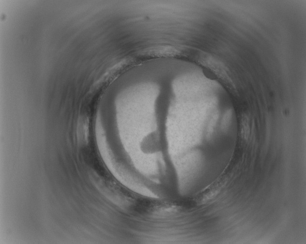 X0000066540206200603311853