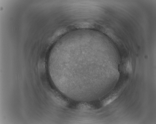 X0000066540207200603311853