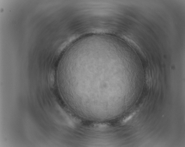 X0000066540208200603311853