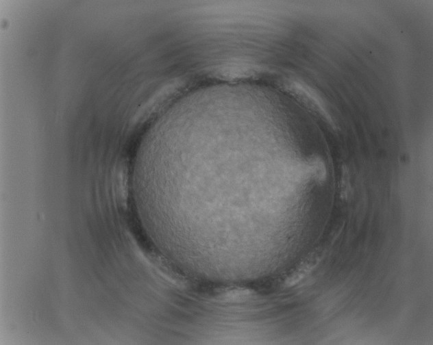 X0000066540210200603311853