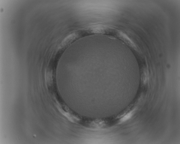 X0000066540213200603311853