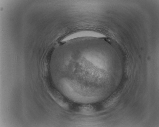 X0000066540215200603311853