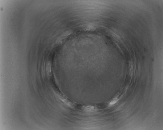 X0000066540230200603311853