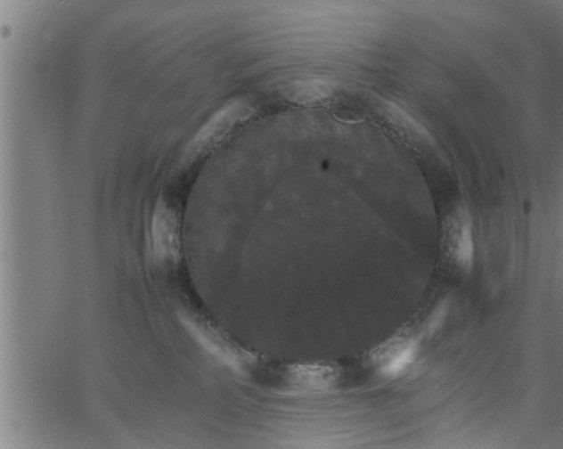 X0000066540234200603311853