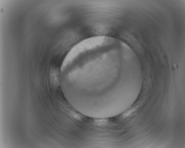 X0000066540240200603311853