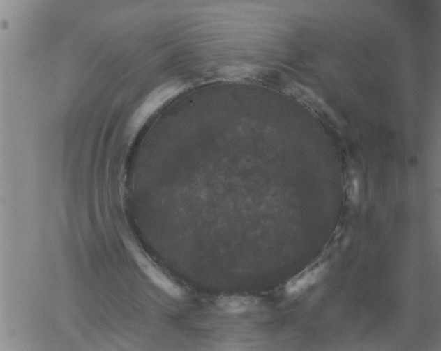 X0000066540242200603311852