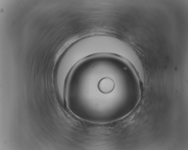 X0000066540244200603311852