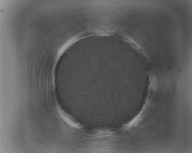 X0000066540246200603311852