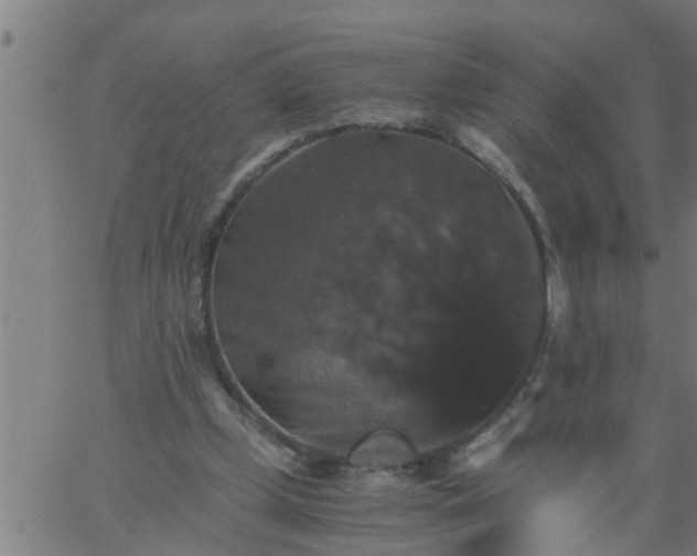 X0000066540249200603311852