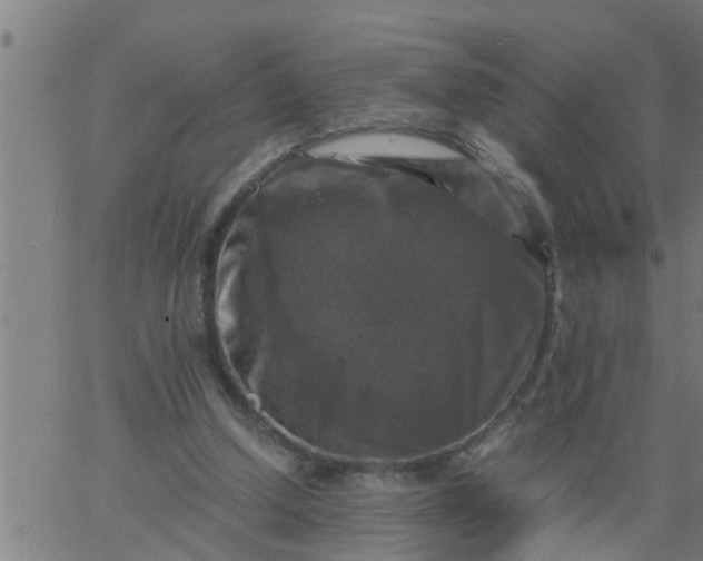 X0000066540250200603311852