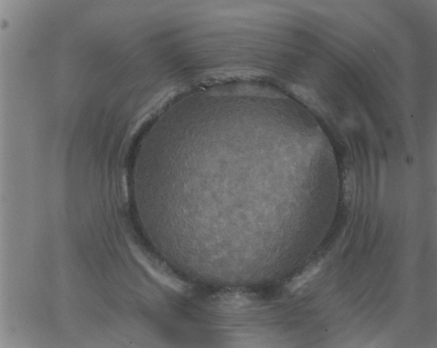 X0000066540254200603311852