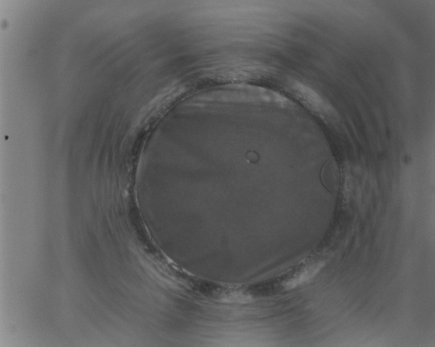 X0000066540258200603311852