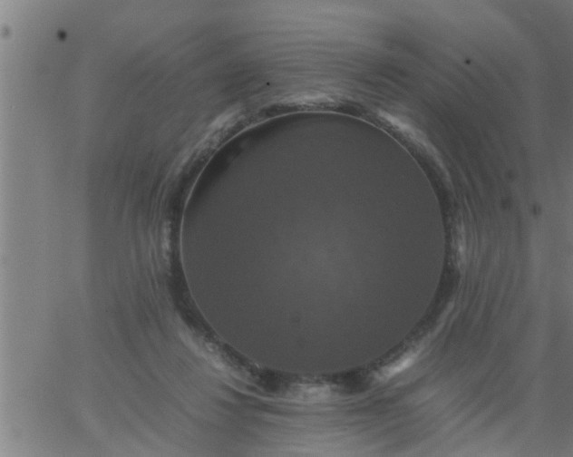 X0000066540260200603311852