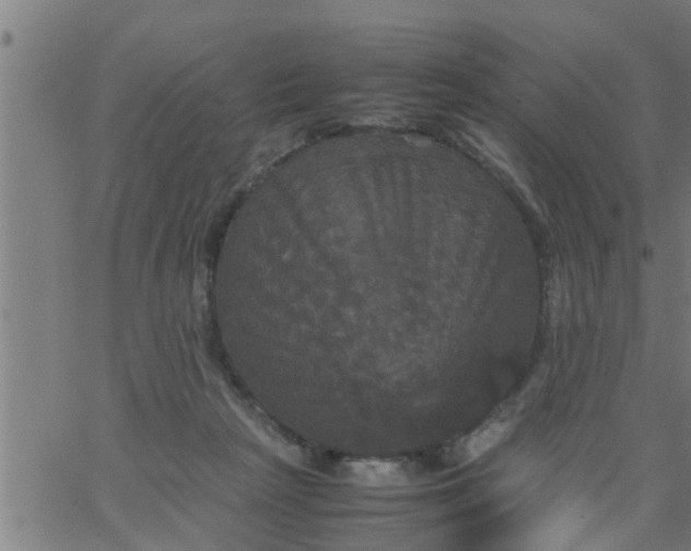 X0000066540265200603311852