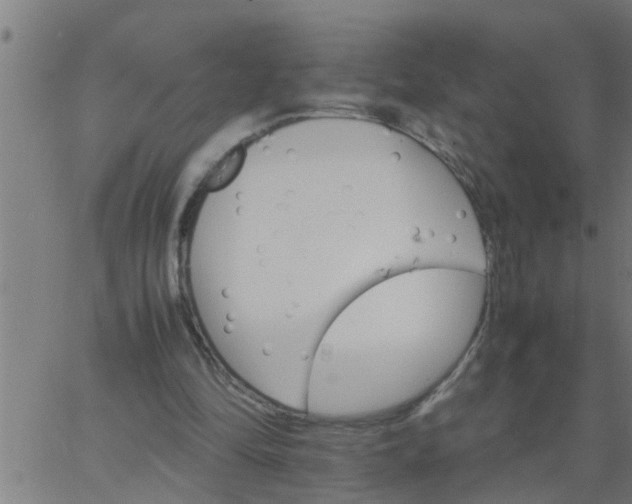 X0000066540294200603311852