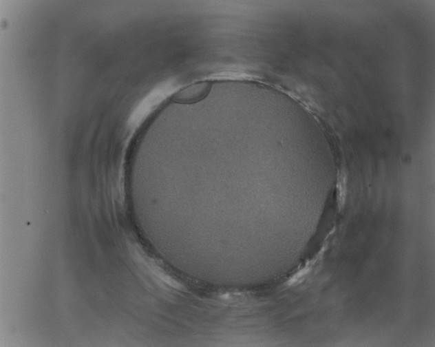 X0000066540296200603311852