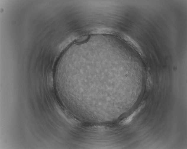 X0000066540298200603311852