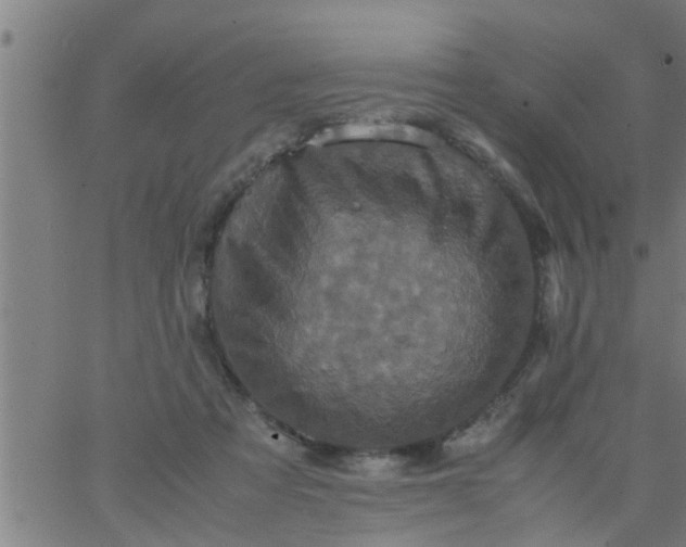 X0000066540313200603311851