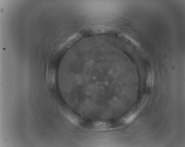 X0000066540315200603311851