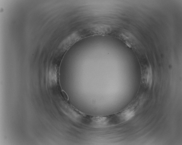 X0000066540334200603311851