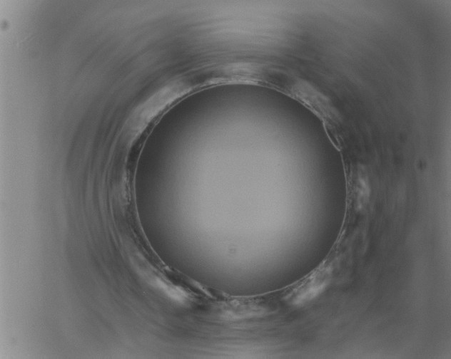 X0000066540338200603311850