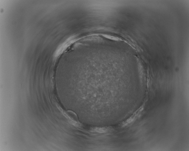 X0000066540341200603311850