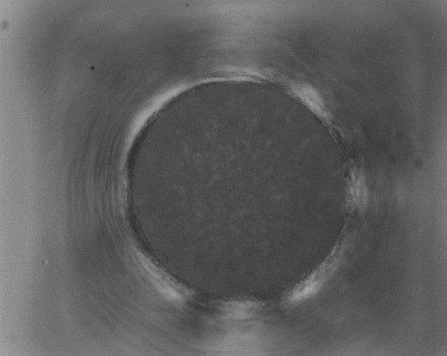 X0000066540342200603311850