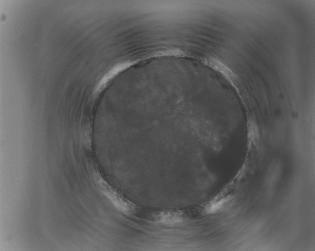 X0000066540345200603311850