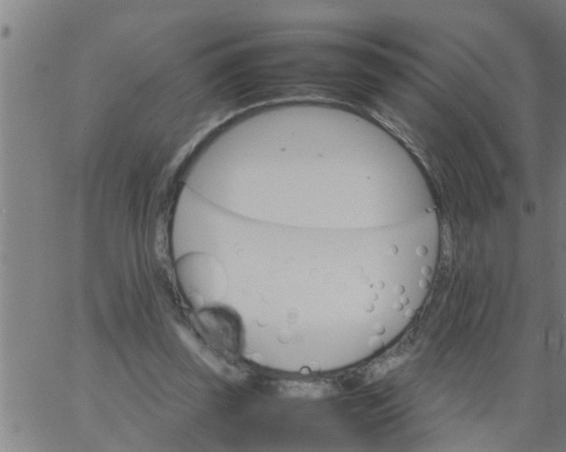 X0000066540347200603311850