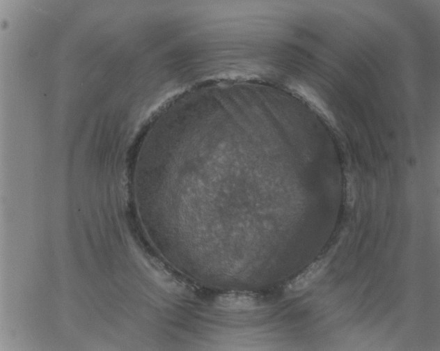 X0000066540354200603311850