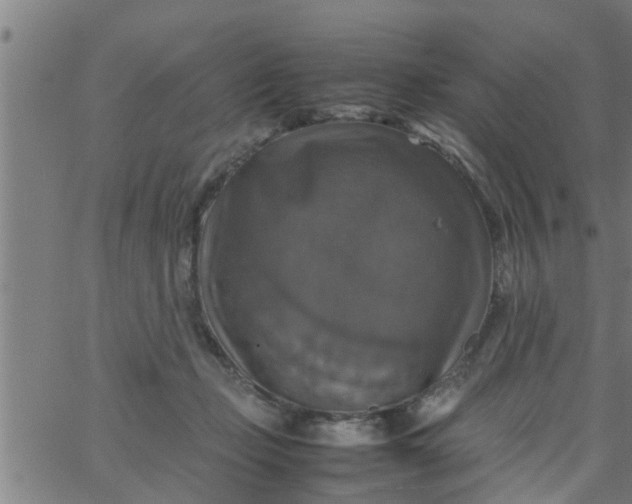 X0000066540365200603311851