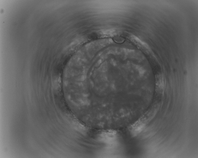 X0000066540369200603311851