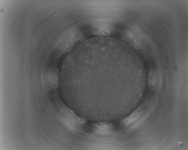 X0000066540370200603311851