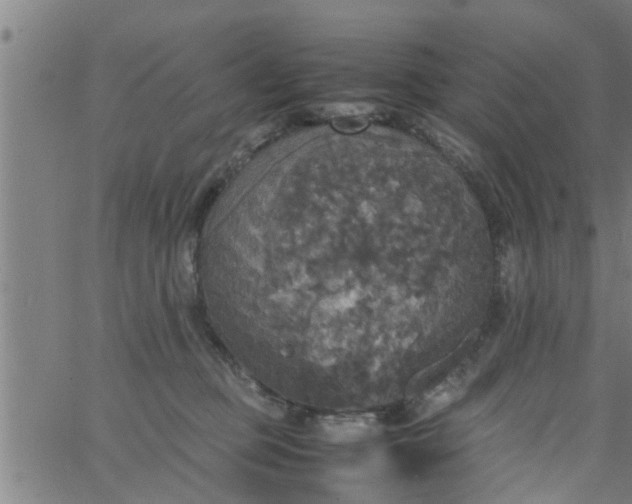 X0000066540373200603311851