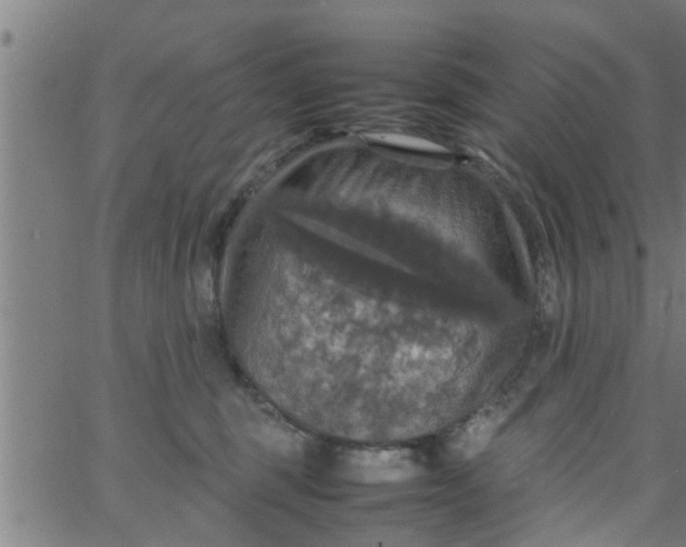 X0000066540375200603311851