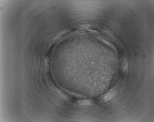 X0000066540378200603311851