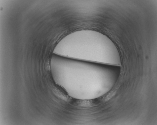 X0000066540384200603311851