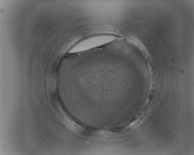 X0000066540393200603311850