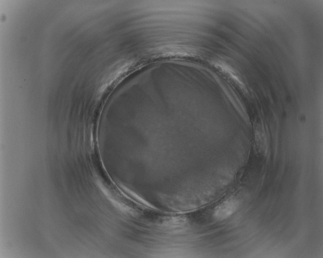 X0000066540398200603311850