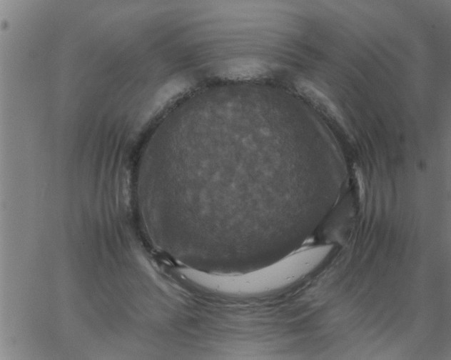 X0000066540400200603311850