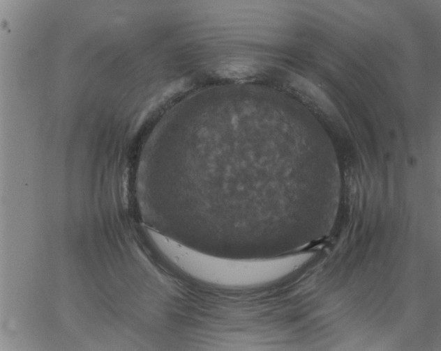 X0000066540404200603311850