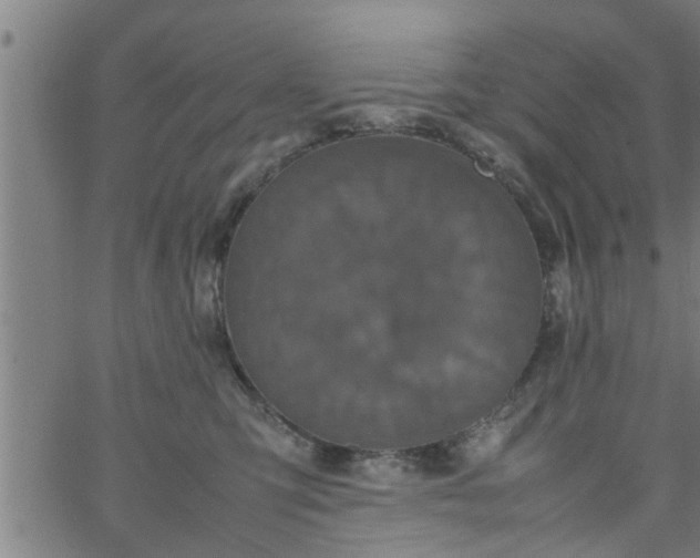 X0000066540423200603311850