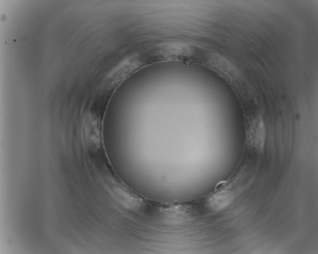 X0000066540430200603311849