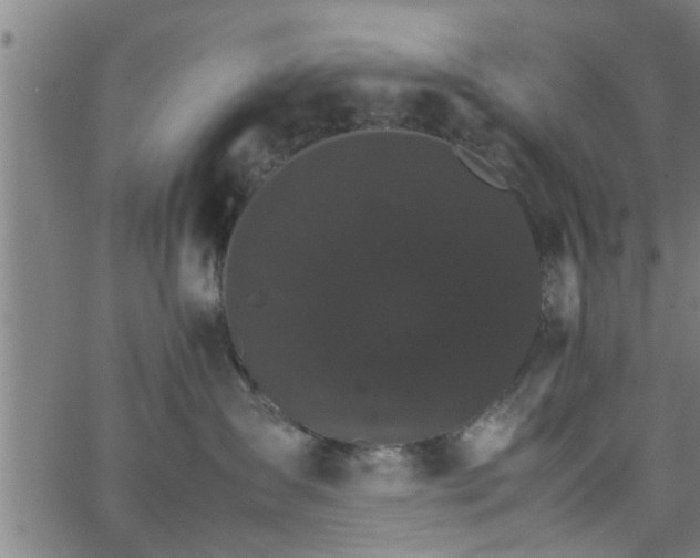 X0000066540431200603311849