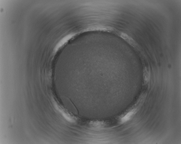 X0000066540440200603311849