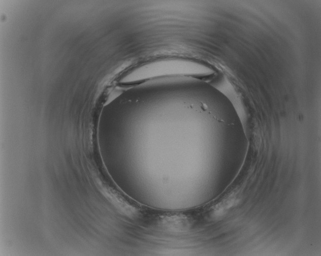 X0000066540446200603311849