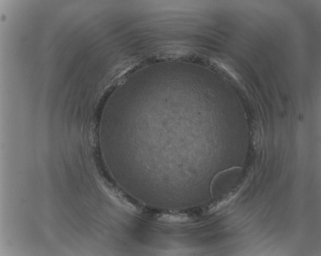 X0000066540455200603311849