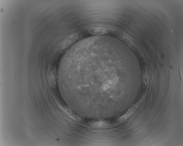 X0000066540460200603311849